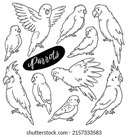 Parrots and tropical birds vector doodle hand drawn set. Types of Psittacidae linear icons, cockatoos, macaws, lovebirds and budgerigars