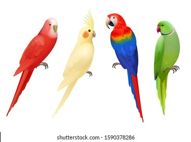 Parrots. Tropical colorful exotic birds macaws nature animals vector realistic parrots collection