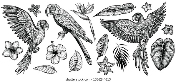 Parrots with tropical flowers, hand drawn line vector collection. Macaw flying parrot and sitting ara. Paradise exotic flowers and leaves. Engraving art design, isolated elements on white background