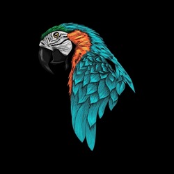 Parrots Vector Illustration With Black Background