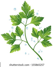 Parsley