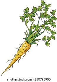 Parsley
