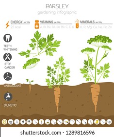 Parsley beneficial features graphic template. Gardening, farming infographic, how it grows. Flat style design. Vector illustration