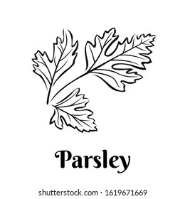 Parsley black and white vector illustration isolated. Seasoning, spice, herb outline image.