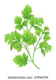 Parsley branch