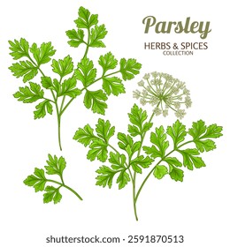 Parsley Branch  Colored Detailed Illustration