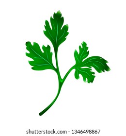 Parsley branch isolated on a white background. Salad leaves close-up in a realistic style. Vector illustration