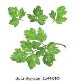 Parsley branch. Isolated vector illustration