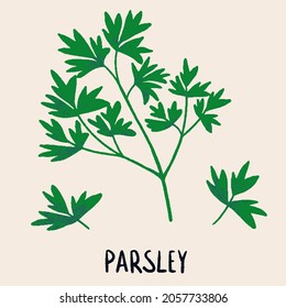 Parsley branch and leaves. Herb isolated vector illustration in hand drawn flat style. Food magazine illustration