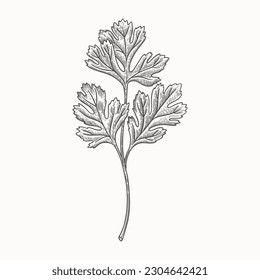 Parsley branch on a light background isolated. Spicy herb for cooking. The concept of organic food. Hand-drawn vector illustration.