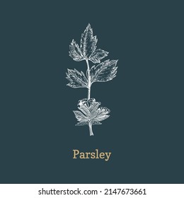 Parsley branch, sketch in vector, design element. Botanical illustration of organic culinary herb. Hand drawing in engraving style.