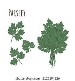 Parsley bunch and separate twigs collection of spicy herbs. Flat style