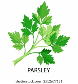 Parsley in cartoon style on a white background. Vector illustration.