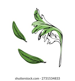 Salsa, aipo, coentro, primavera, azeitona ou folhas sábio mão desenhada em tinta com destaque de cor vetorial. Elemento de guarnição de ervas para rótulos de spa, embalagem cosmética natural e ilustrações de padrão de alimentos.