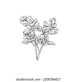 Parsley culinary herb and food herb twig monochrome black and white hand drawn vector illustration isolated on white background. Branch of parsley with aromatic leaves.