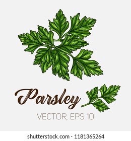 Parsley, culinary herb, spices isolated on white background, card template, for book, cover, package, label, banner. Hand drawn illustration. Vector, eps 10