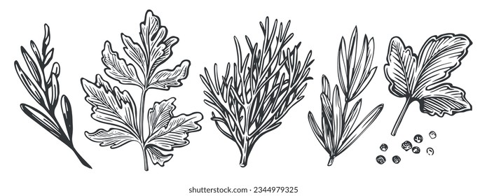 Parsley, dill, basil, peppercorns. Kitchen herbs set. Spices for cooking. Sketch vintage vector illustration