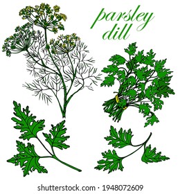 Parsley. Dill.Set. Leaves, bunch and root. Stock colored illustration. Sketch.Vector. Hand drawing. For packaging, labeling and interior design of vegetarian products
