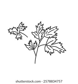 Parsley doodle culinary herb. Vector hand drawn illustration isolated on white background.