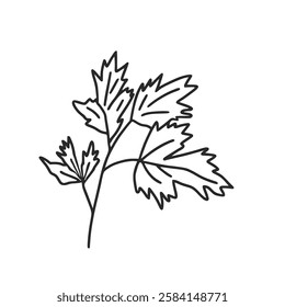 Parsley doodle culinary herb. Vector hand drawn illustration isolated on white background.