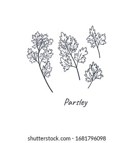 Parsley doodle style hand drawn concept illustration for sale banner, advertising, poster, flyer etc. Cartoon flat free hand drawing. 