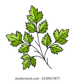 Parsley, farm or garden seasonal greens, vector outline veggies, plant, flat illustration. Healthy nutrition, organic food, natural product. Symbol for sticker, logo, print