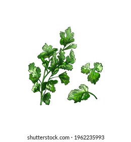 Parsley fresh green branches and leaves. Vector color vintage hatching illustration isolated on a white background.