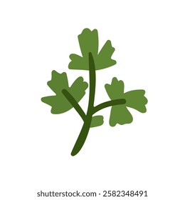 Parsley, fresh natural herb. Green leafy food. Healthy vitamin leaf for cooking. Herbal seasoning, condiment. Leaves, culinary ingredient. Flat vector illustration isolated on white background