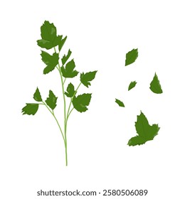 Parsley. A fresh sprig of greens. Illustration of succulent parsley. Flat illustration. Vector 