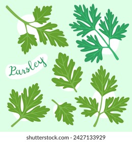 Parsley. Green parsley leaves. Fresh green plants, vegetable. Aromatic herbs. Vector illustration. 