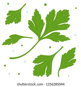 Parsley. Green parsley leaves. Vector illustration of a plant on a white background.