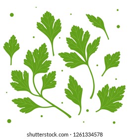 Parsley. Green parsley leaves. Vector illustration of a plant on a white background.