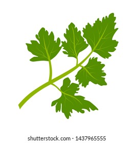 Parsley. Green parsley leaves. Vector illustration of a plant on a white background