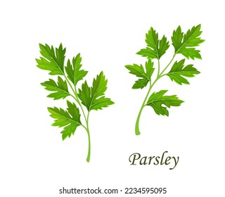 Parsley greenery, isolated vector cilantro or coriander garden spices branch with leaves. Cartoon fresh herb, plant for cooking, aromatic condiment. Seasoning twig, vitamin food