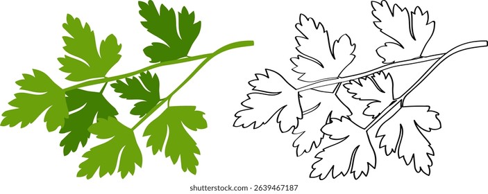 Parsley - greens for salads, flat cartoon drawing for children's coloring. Outline sketch of a healthy food product.