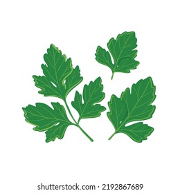 parsley hand drawing cute art