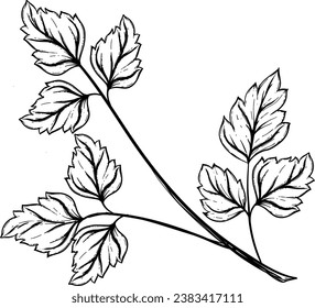 Parsley Hand Drawn Isolated Vector