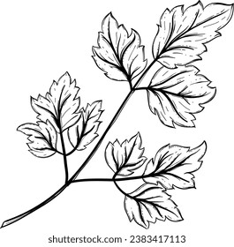 Parsley Hand Drawn Isolated Vector