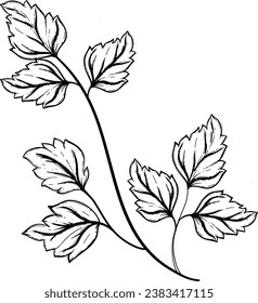 Parsley Hand Drawn Isolated Vector