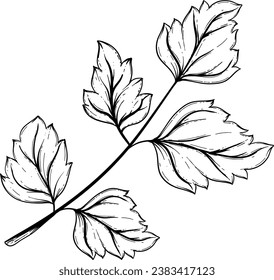 Parsley-handgezeichnet, einzelne Vektorgrafik