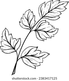 Parsley Hand Drawn Isolated Vector