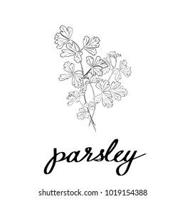 Parsley hand drawn sketch with lettering in line art style, coloring page.