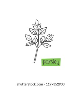 Parsley hand drawn vector illustration. Culinary herbs and spice.