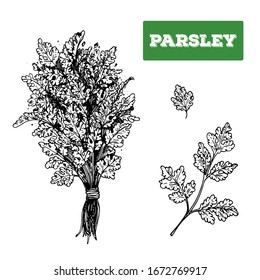Parsley hand drawn vector illustration. Isolated sketch of parsley. Engraved illustration. Bunch of parsley.  Black and white.