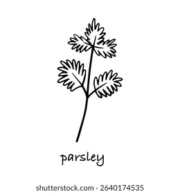 Parsley hand drawn vector sketch