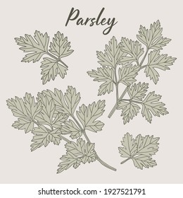 Parsley Hand-drawn Illustration Herbs Drawing