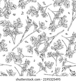 Parsley herb botanical seamless pattern texture, hand drawn sketch vector illustration on white background. Repeatable decorative design with parsley brunches.