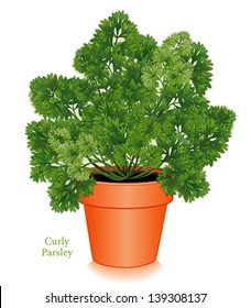 Parsley Herb in clay flowerpot, curly leaves in Middle Eastern, European cuisines, American cooking, French herb blends: Bouquet Garni, Fines Herbes. See other spices in this series.  EPS8 compatible.