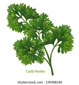 Parsley Herb, curly leaves used in Middle Eastern, European cuisines, American cooking, French herb blends: Bouquet Garni, Fines Herbes. See other herbs and spices in this series. EPS8 compatible