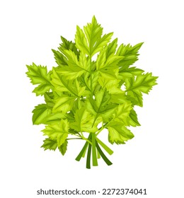 parsley herb food cartoon. fresh green, leaf spice, ingredient cooking, seasoning, plant garnish parsley herb food vector illustration